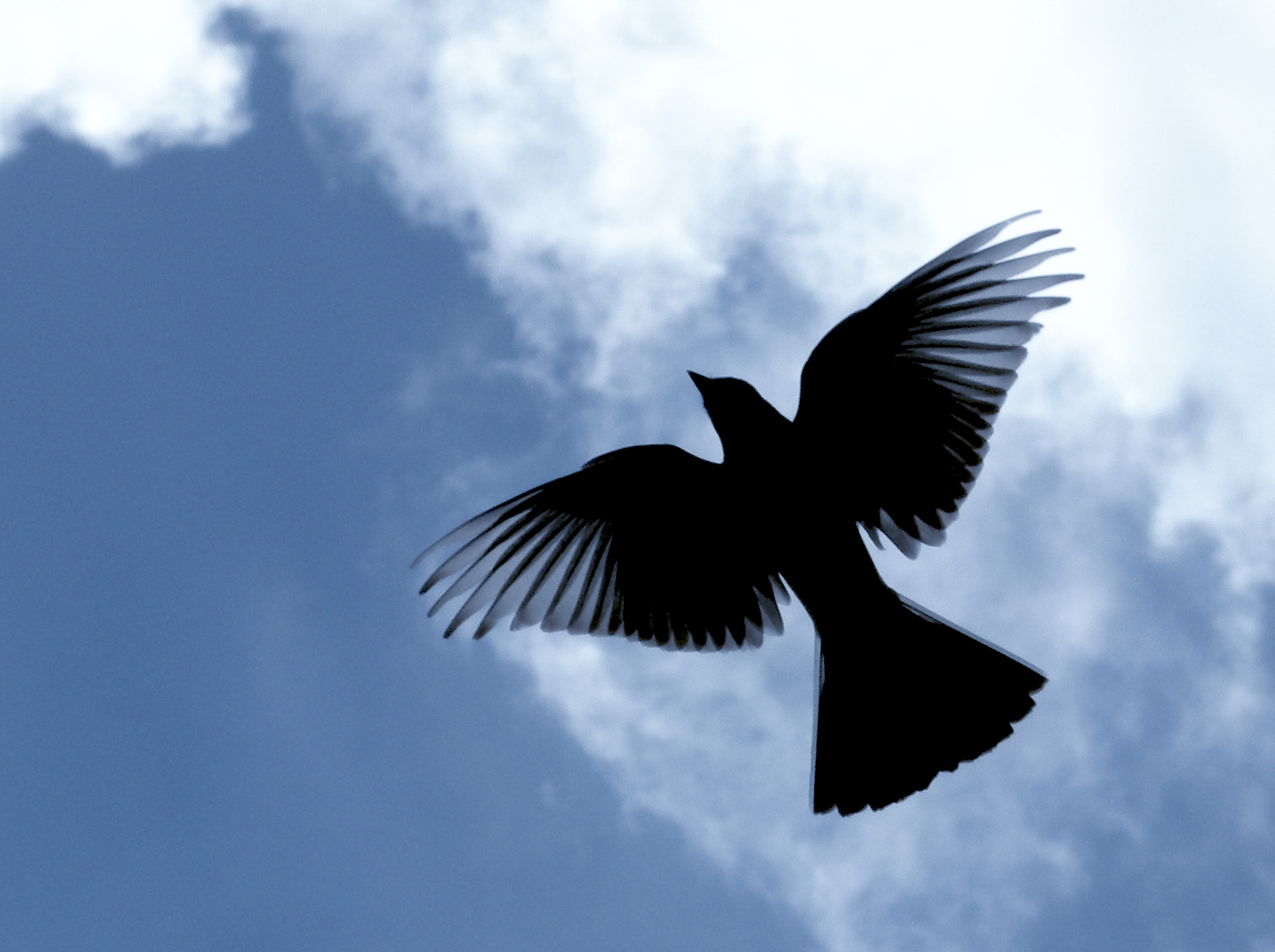 A bird soaring through the sky.