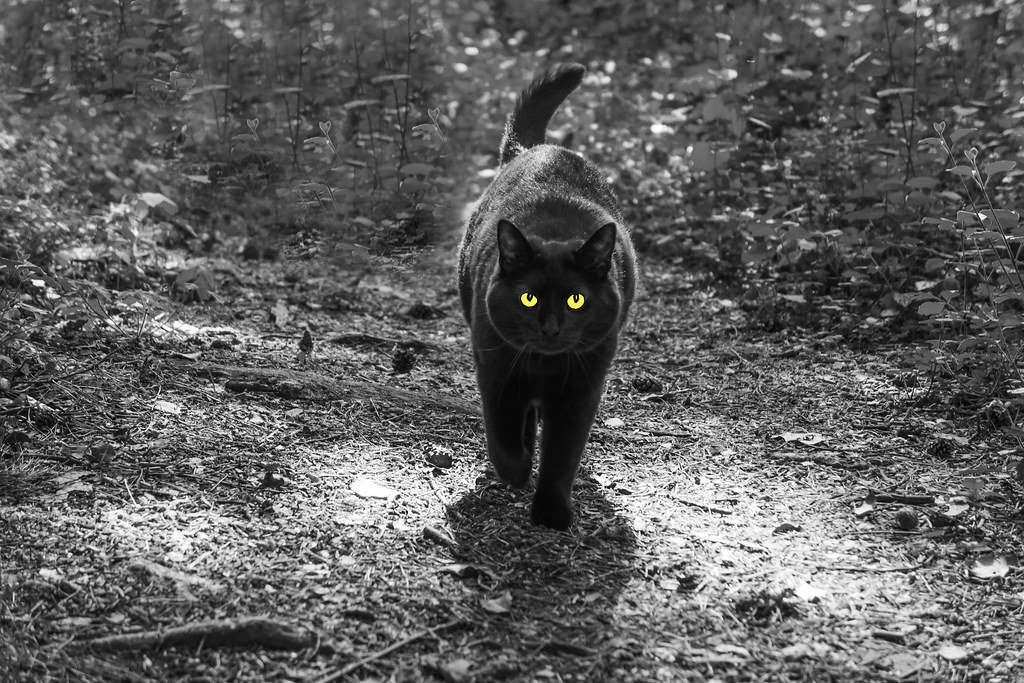 A black cat crossing a path.