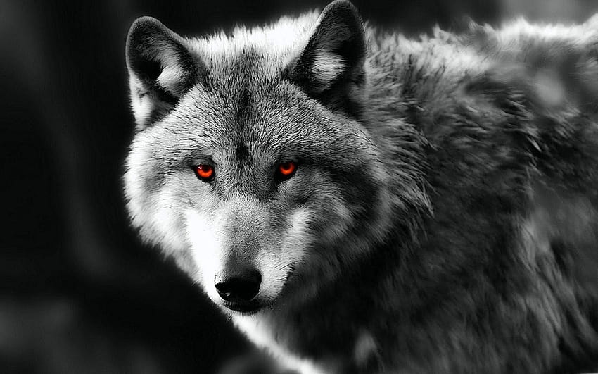 A black wolf with red eyes.