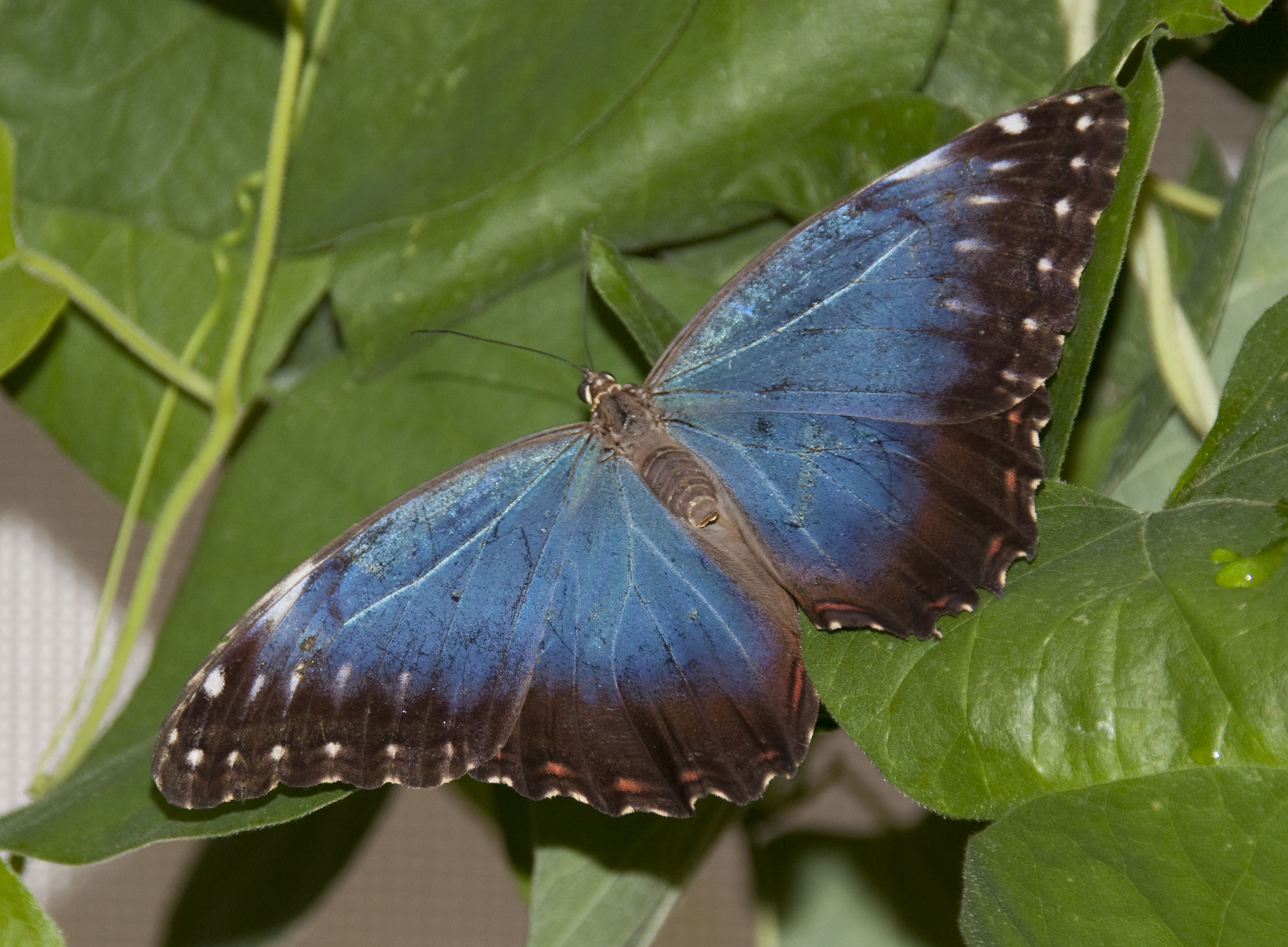 A blue butterfly