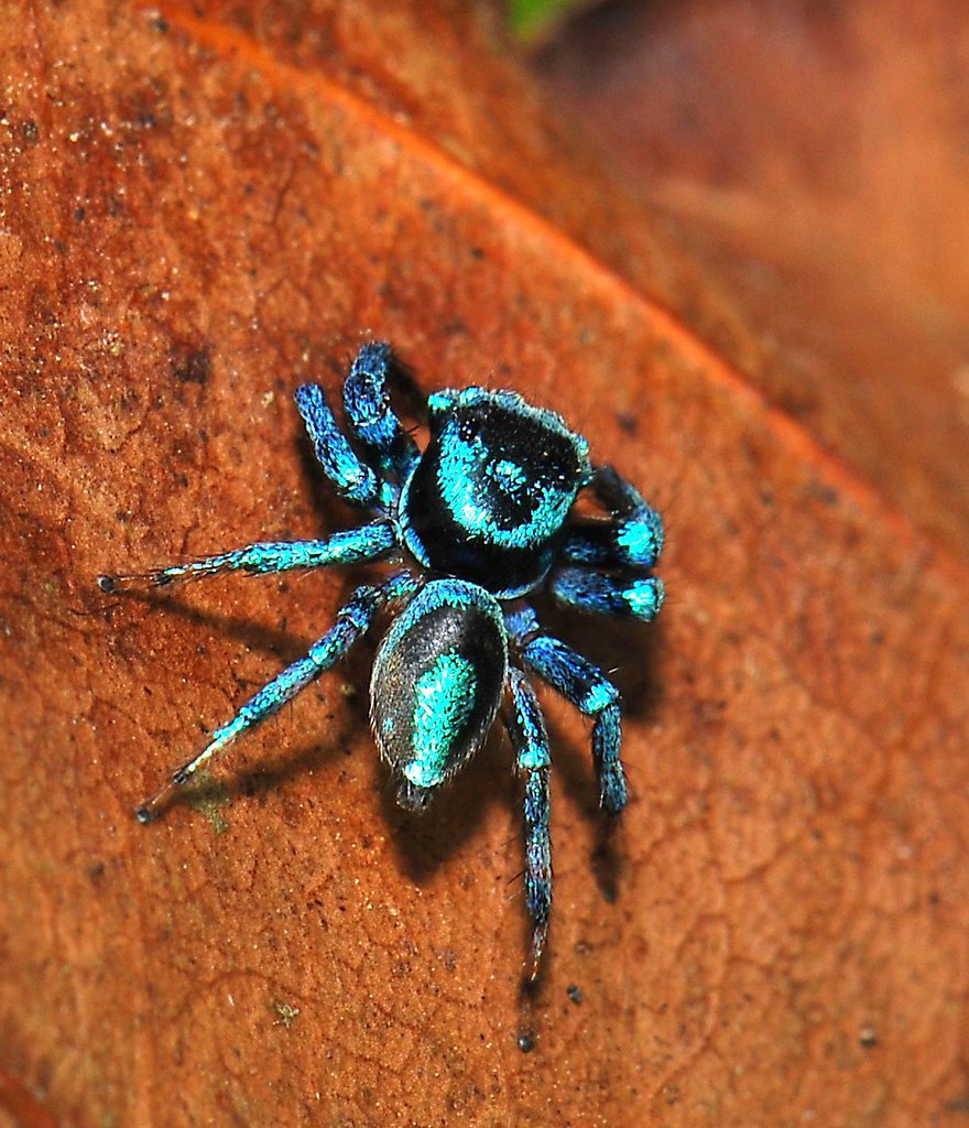 A blue spider.