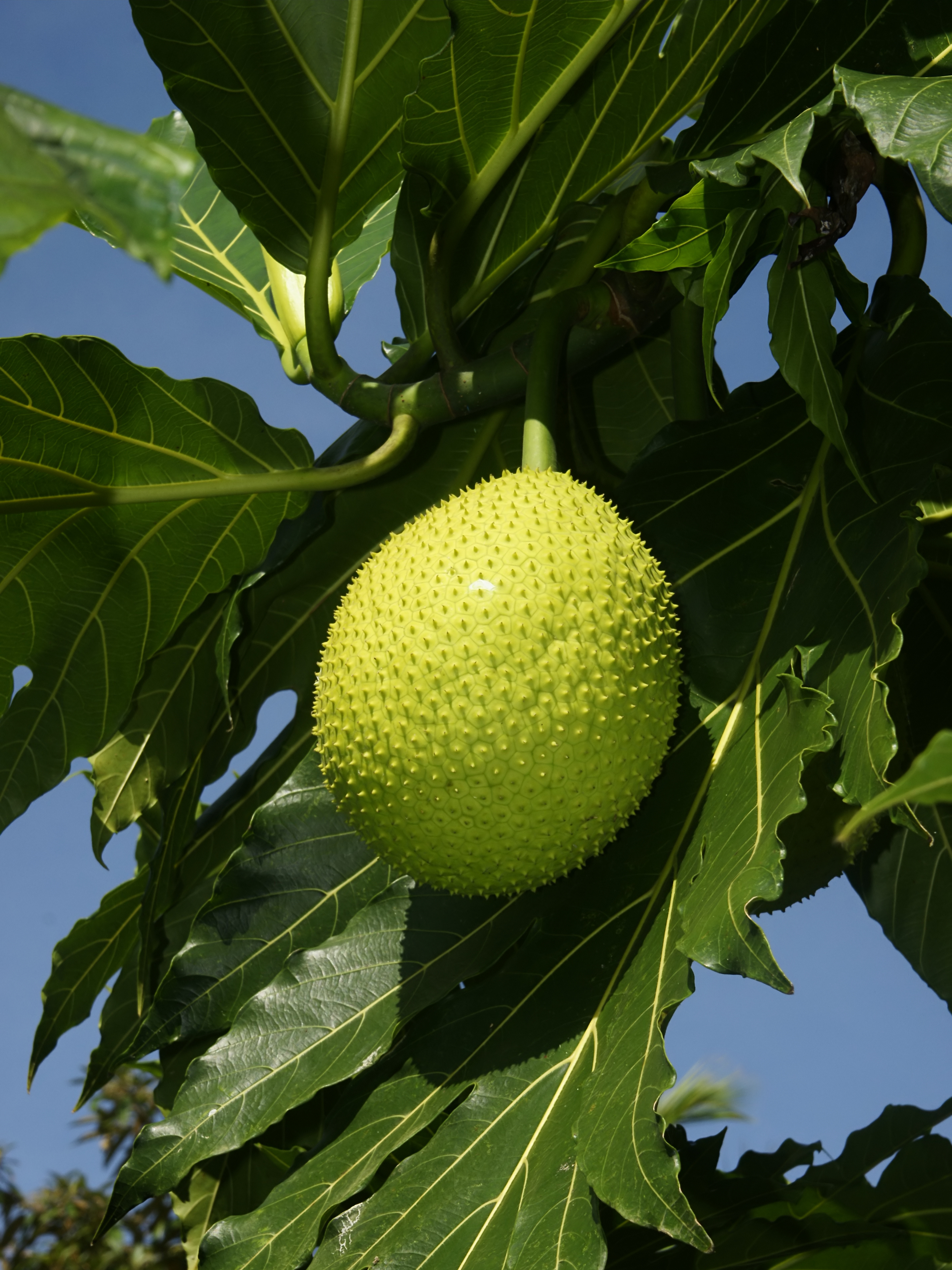 A breadfruit tree.