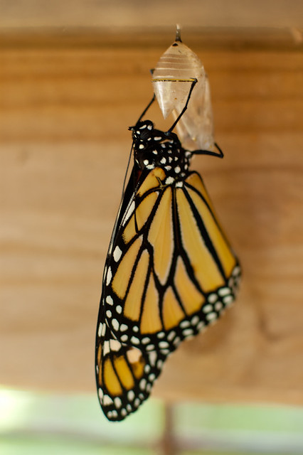 A butterfly emerging from a cocoon