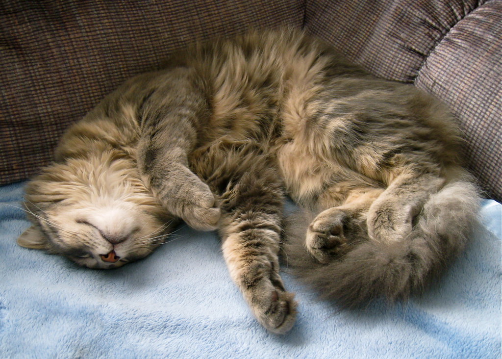 A cat sleeping and surrounded by dream bubbles.