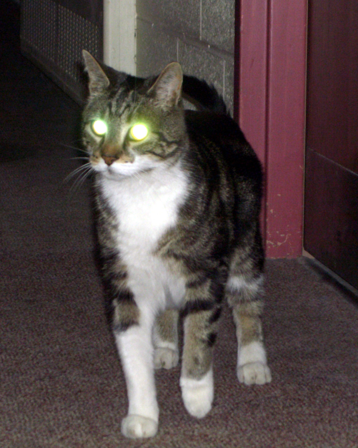 A cat with glowing eyes surrounded by stars and a mystical aura.
