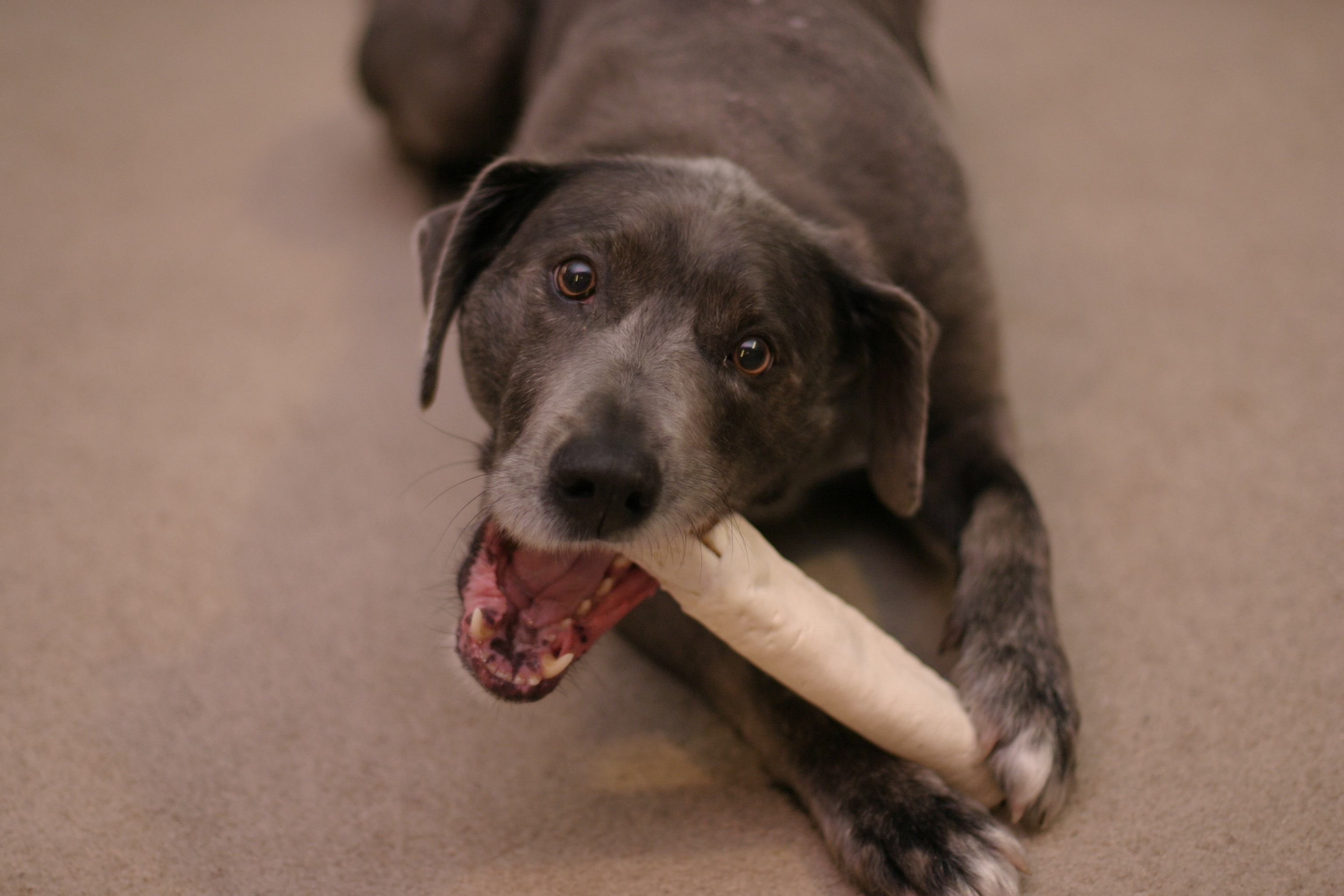 A close-up image of a dog biting a toy or a bone.
