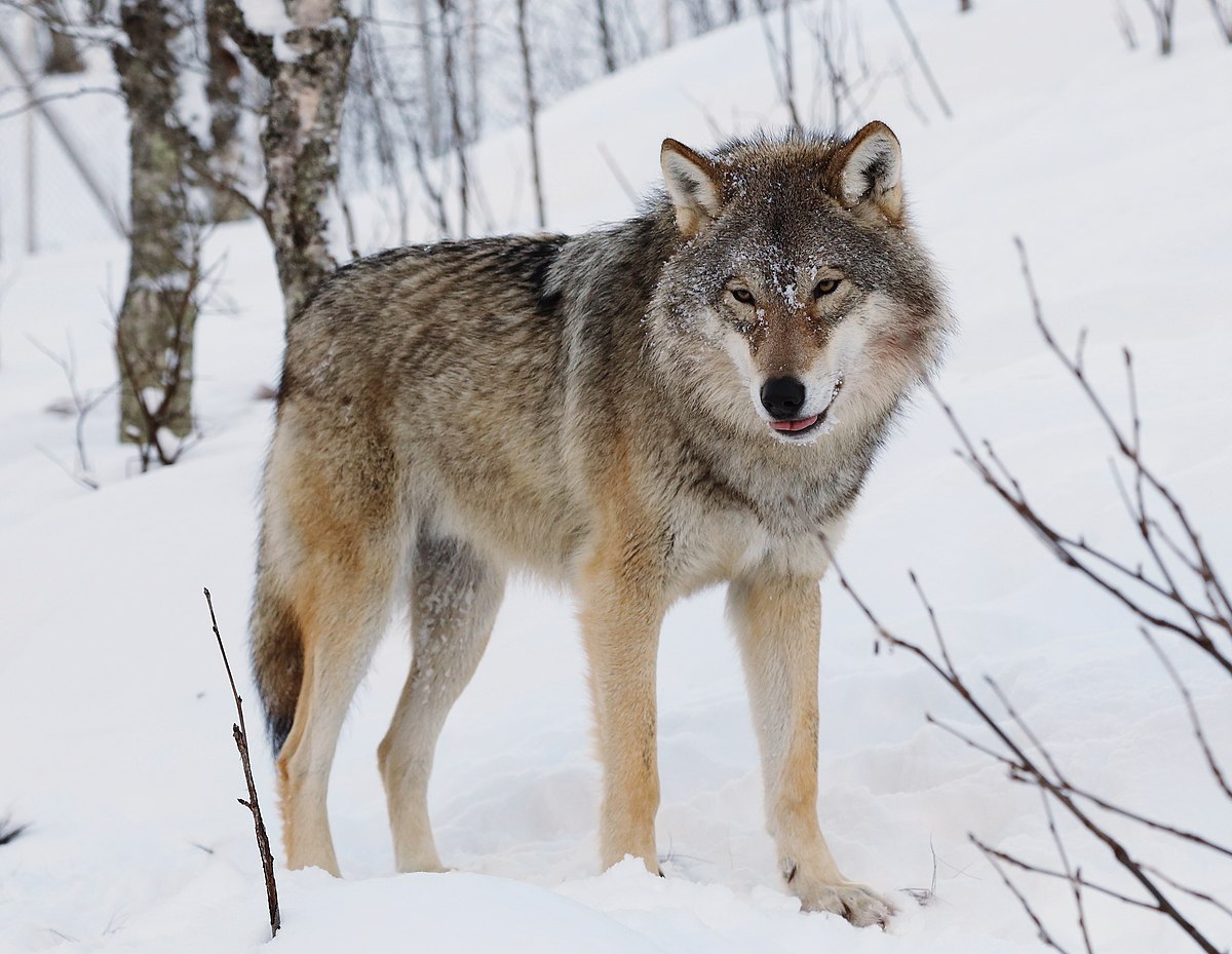 A close-up image of a predatory animal, such as a wolf or a coyote, in a backyard setting.