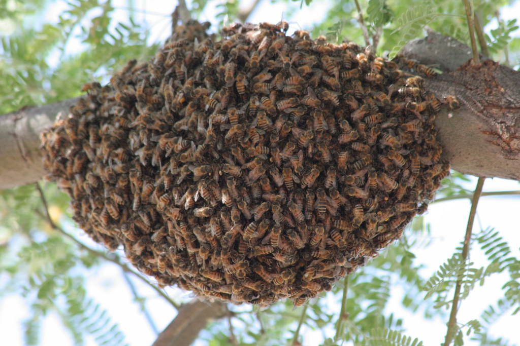 A close-up image of a swarm of bees.
