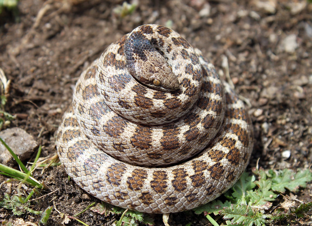 A coiled snake