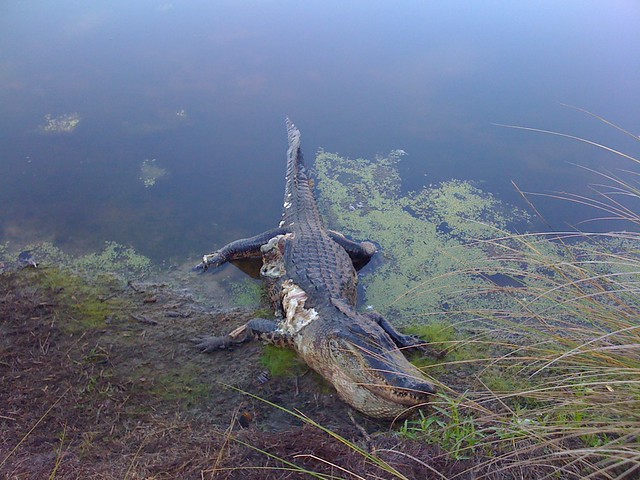 A dead alligator image.