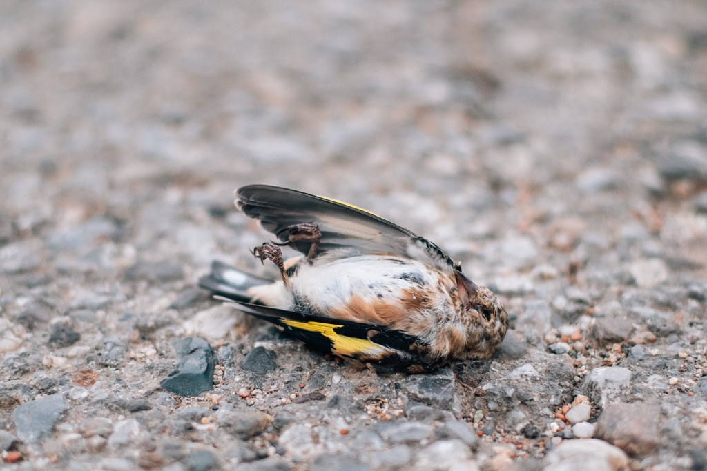 A dead bird lying on the ground.