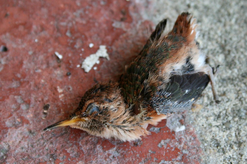 A dead hummingbird.