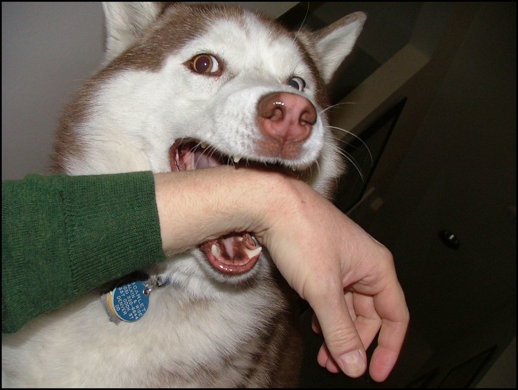 A dog biting a person's hand.
