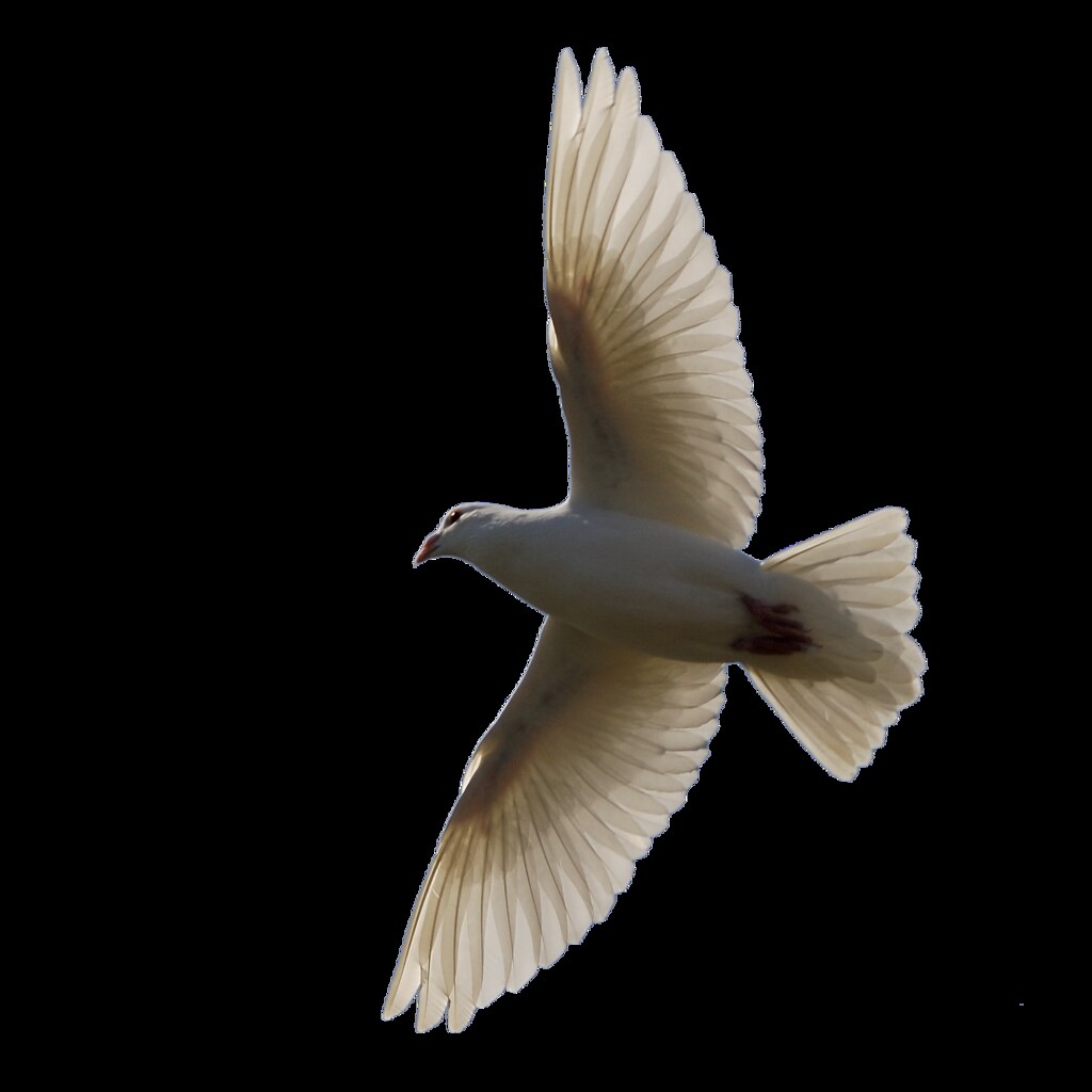 A dove flying in the wind.