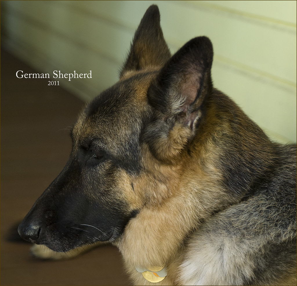 A German Shepherd dog in a dream conflict.
