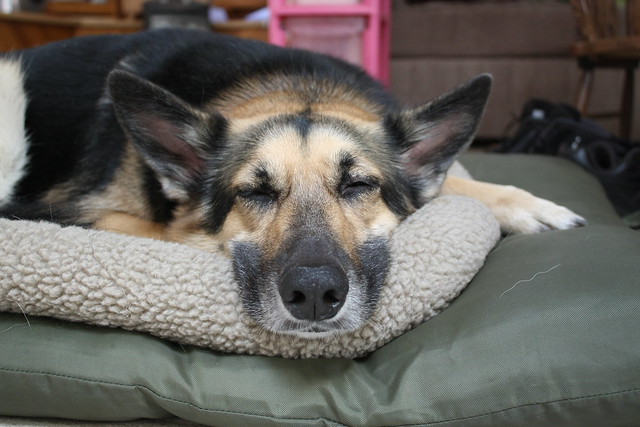 A German Shepherd dog sleeping and dreaming.
