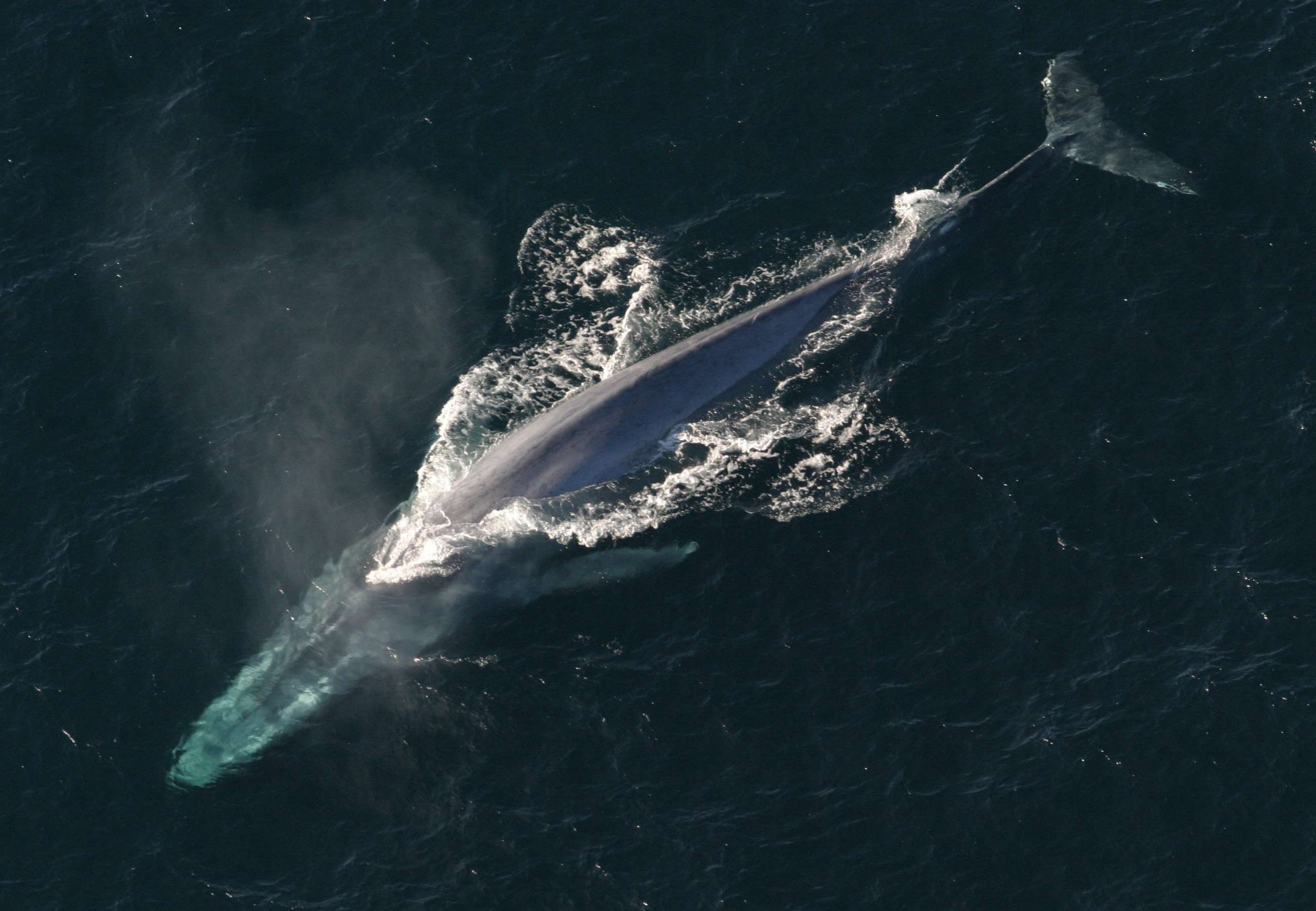 A giant whale in the ocean.