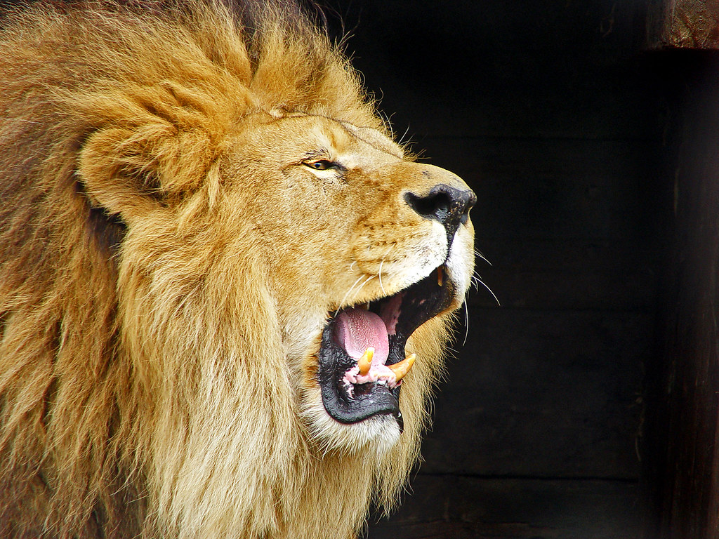 A lion roaring in a dream.