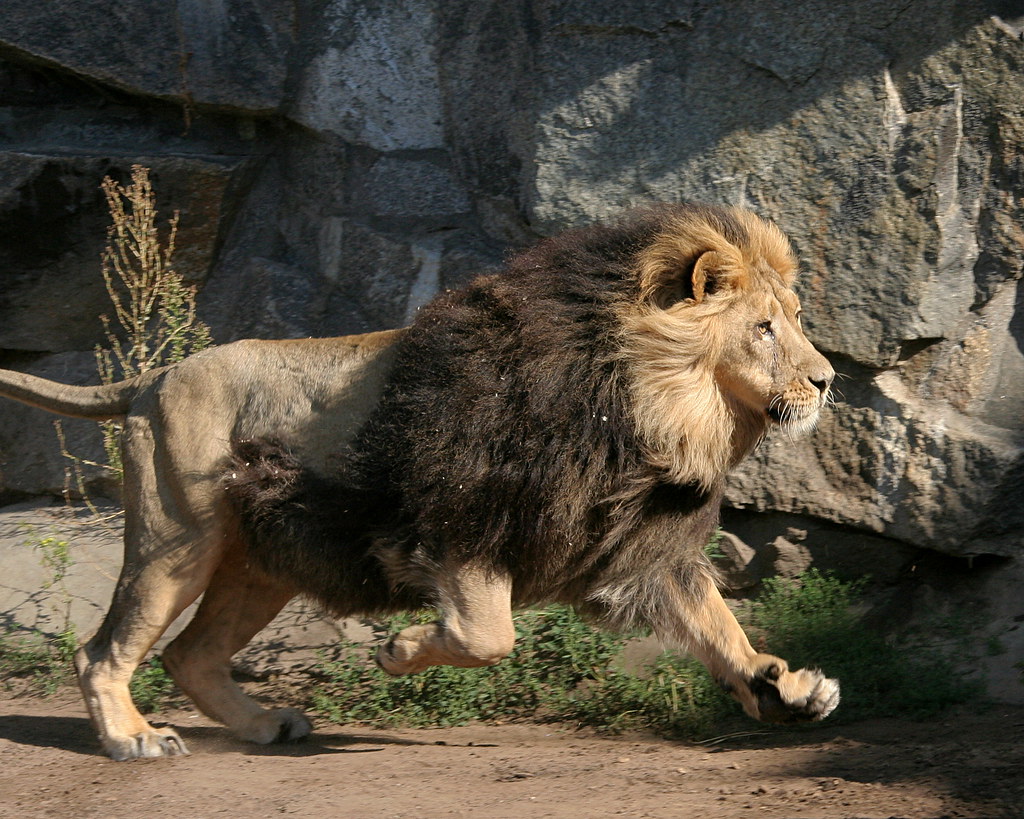 A lion running freely in an open savannah.