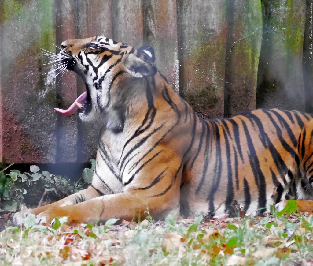A majestic tiger in a dreamlike setting.