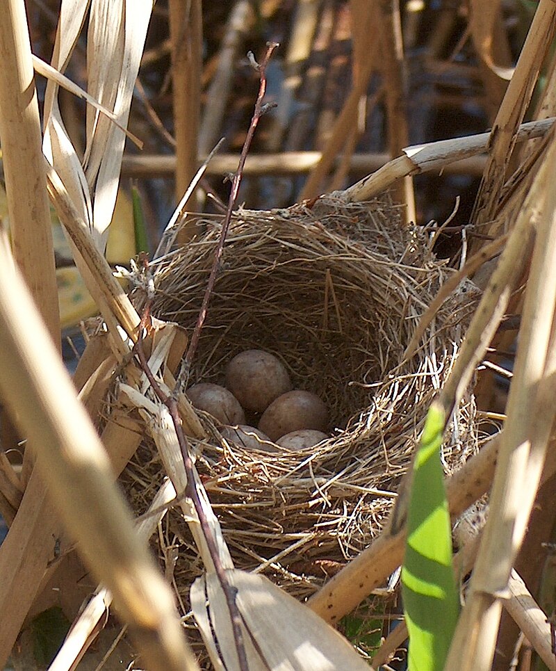 A nest of eggs