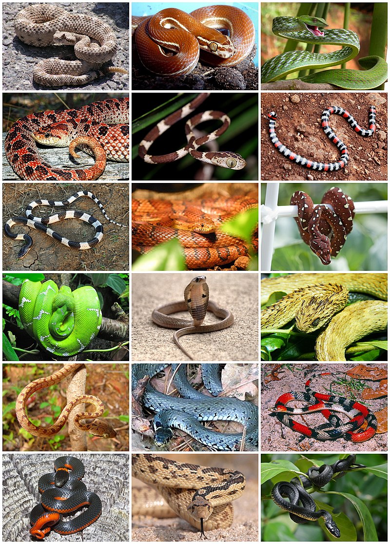 A pair of hands strangling a snake.