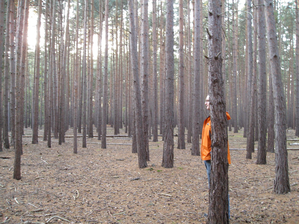 A person hiding behind a tree.