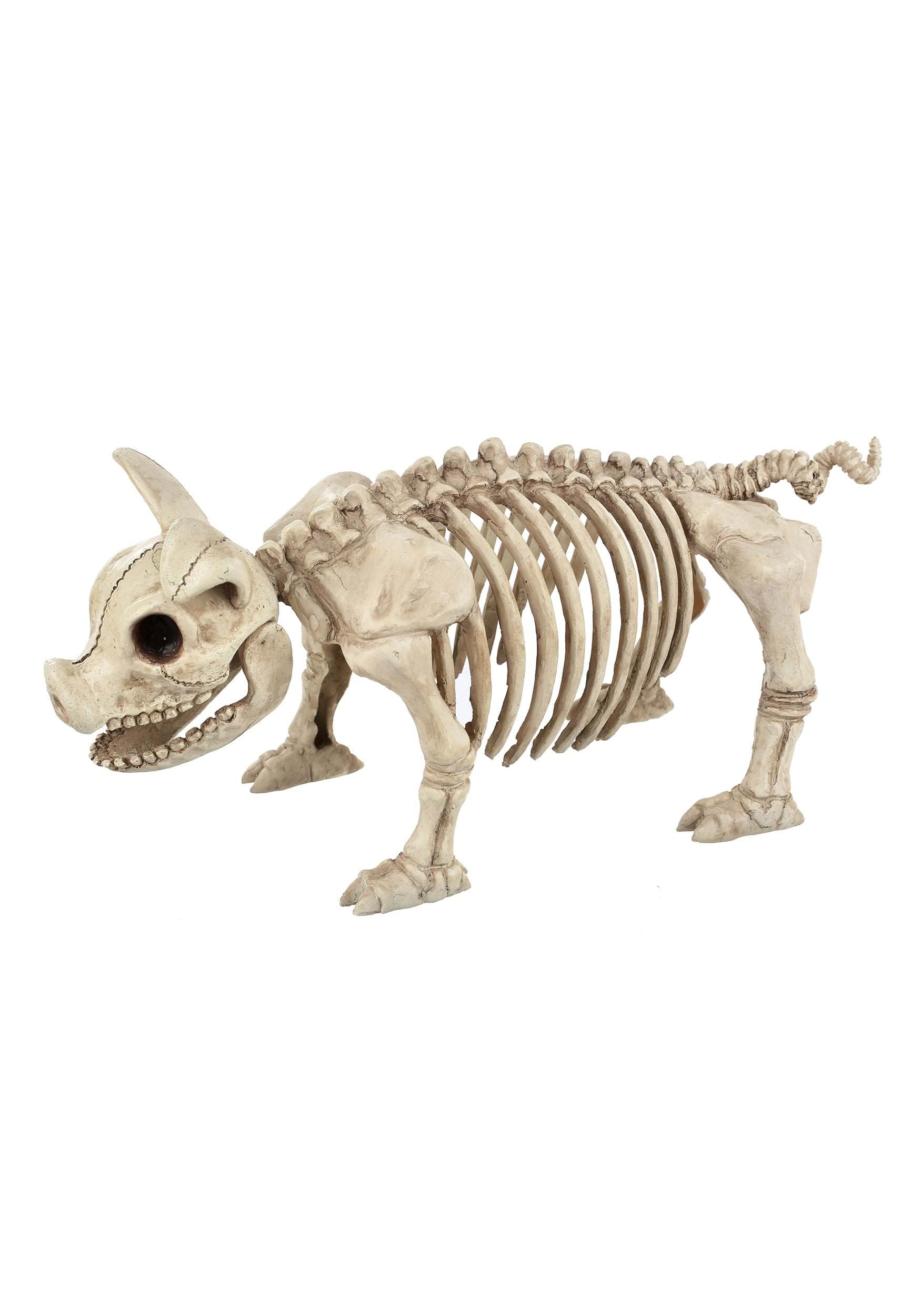 A pig skeleton.