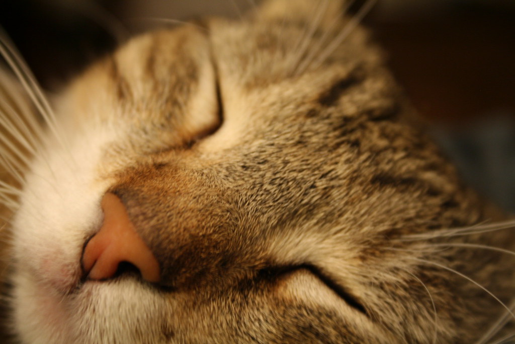 A sleeping cat with closed eyes.