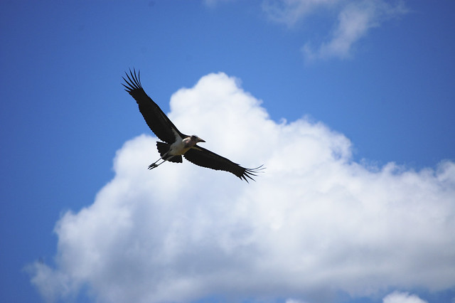 A soaring bird