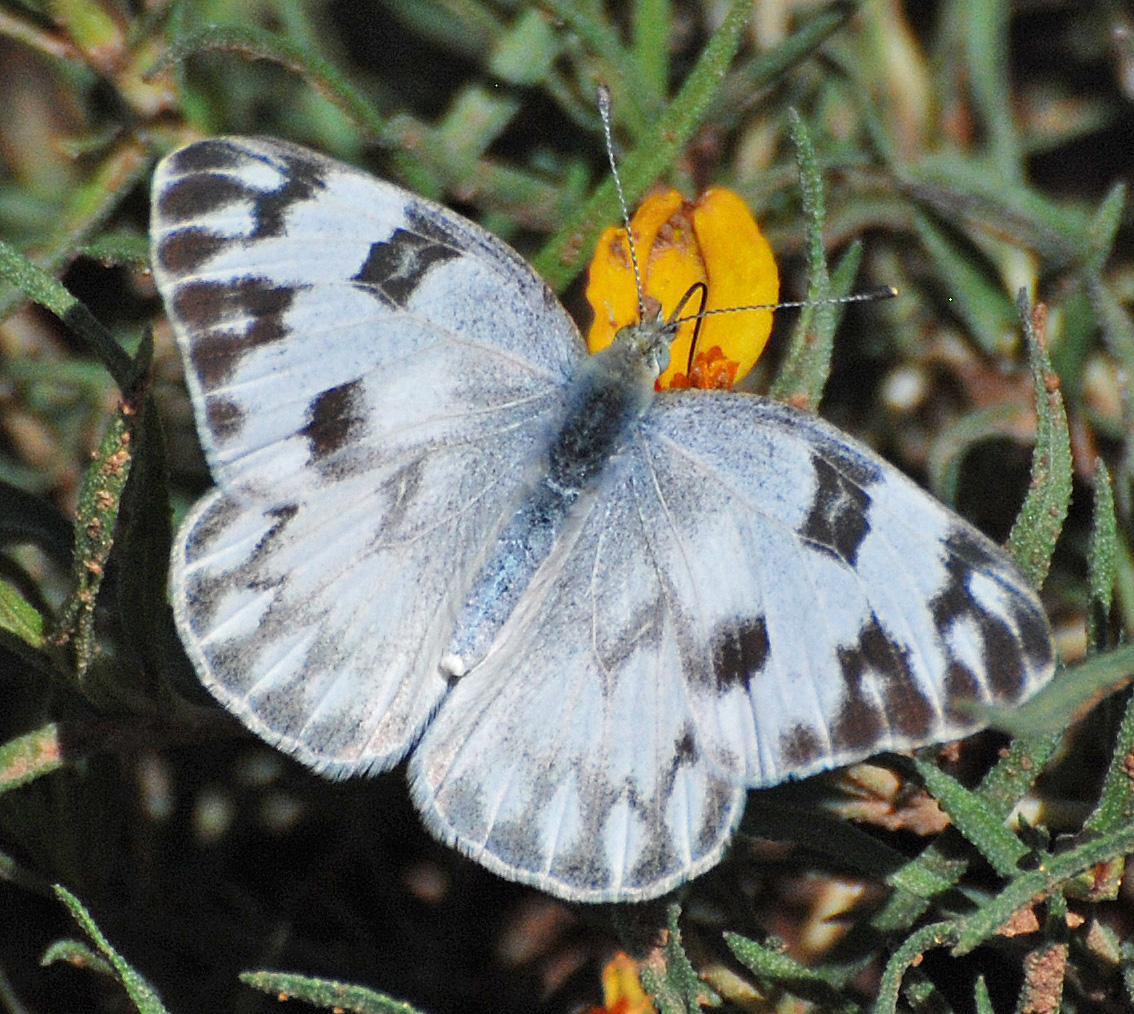 A white butterfly.