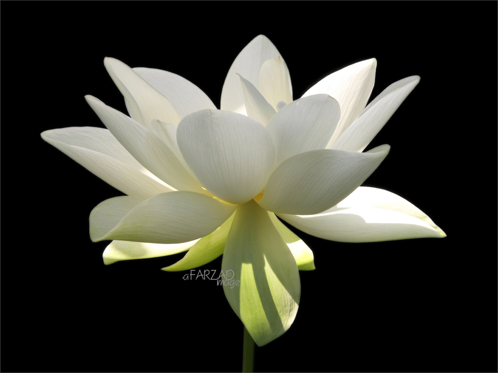 A white lotus flower.