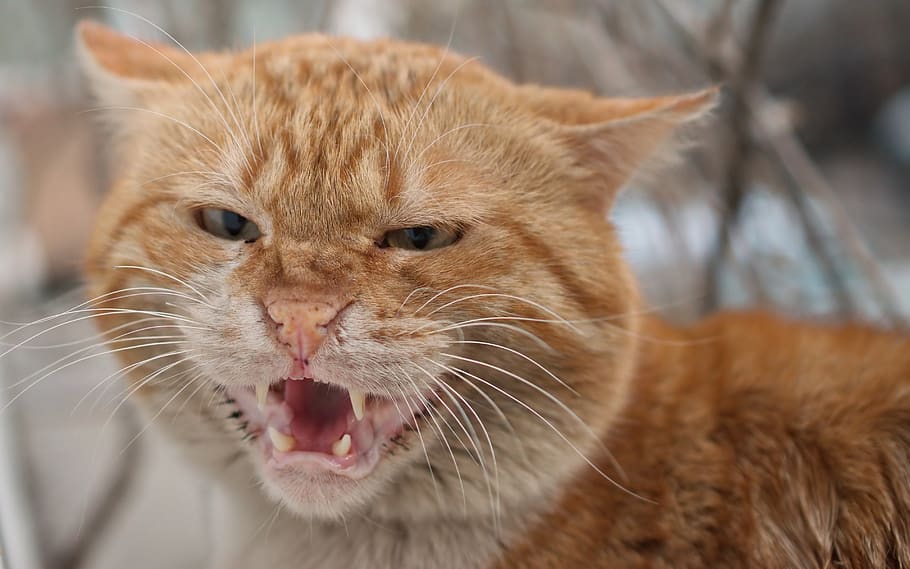 An angry orange cat.