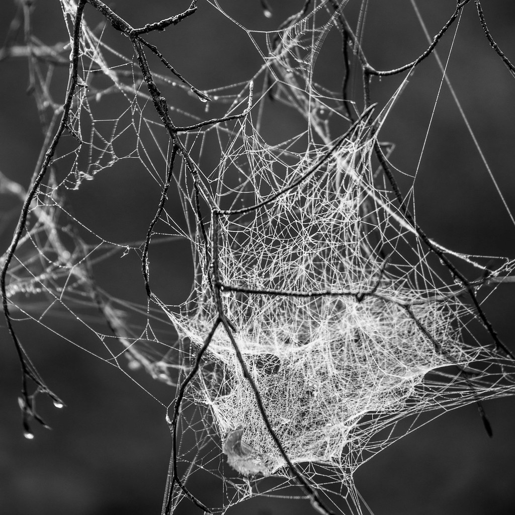 An image of a person trapped in a dark, tangled web