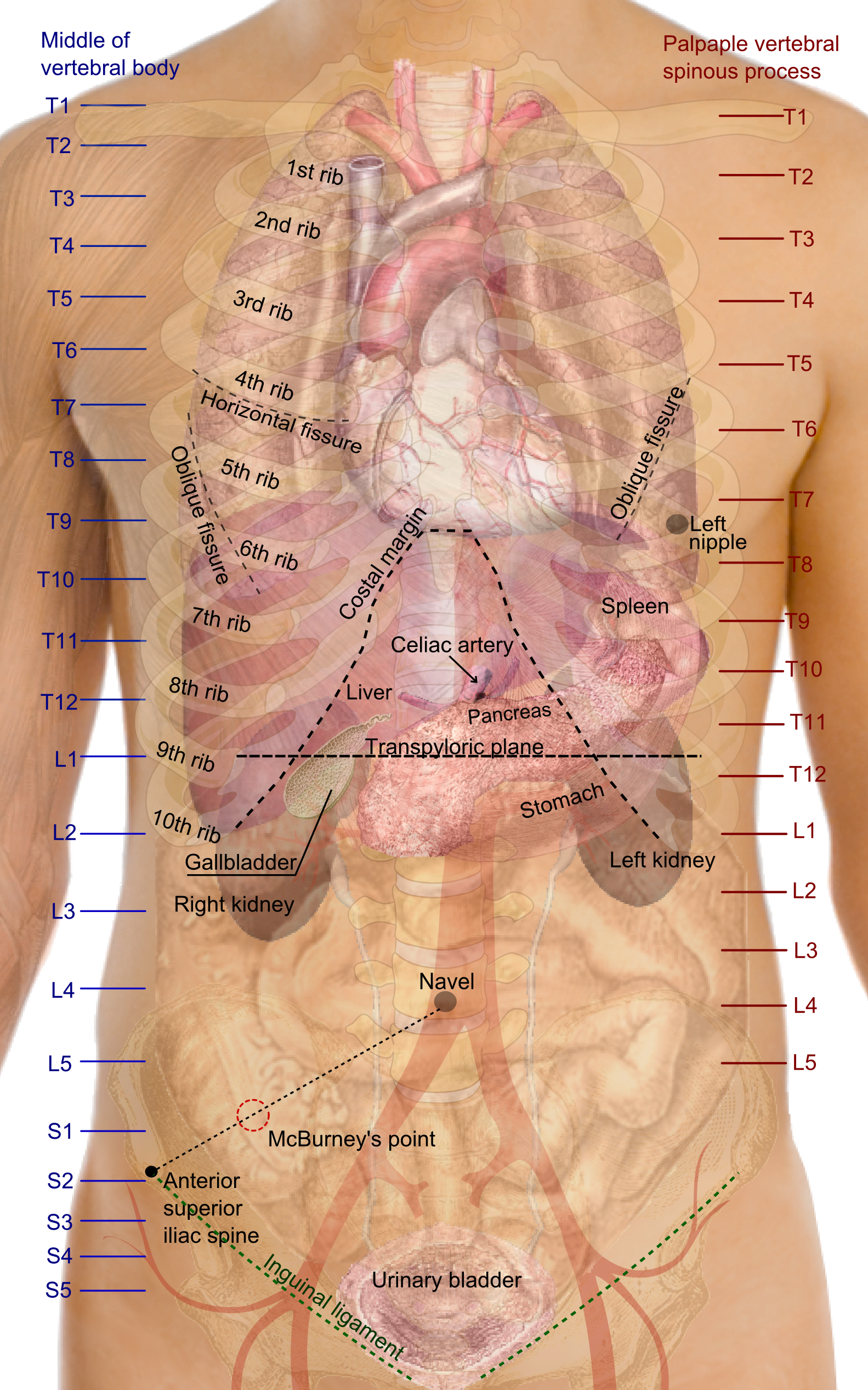 An image of a person's abdomen and torso
