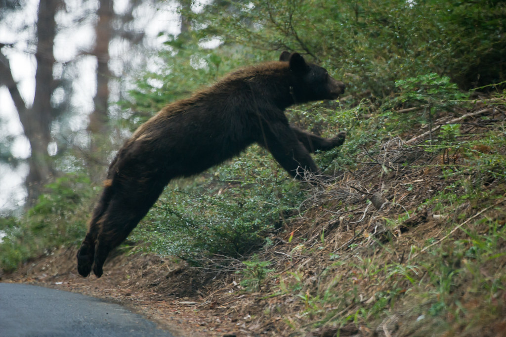 Bear running through a forest.