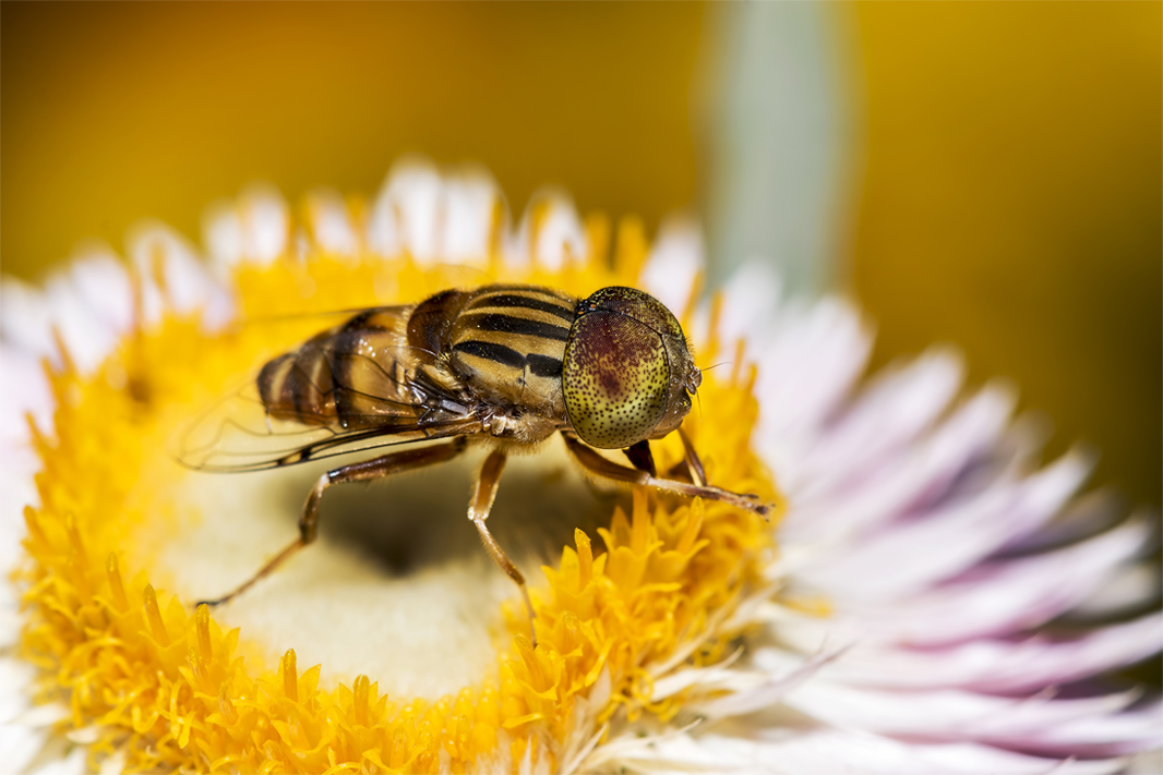 Bee diligently collecting nectar from a flower