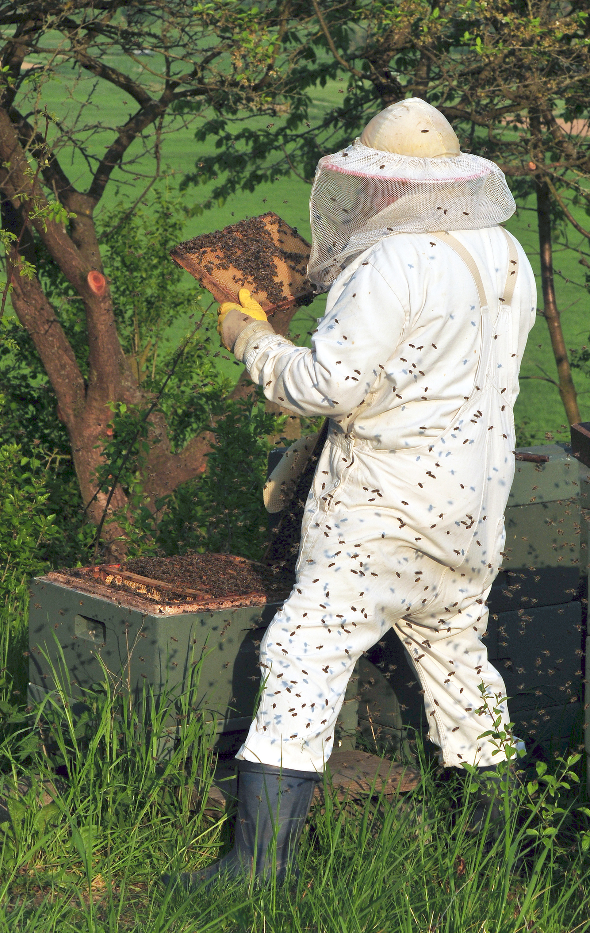 Beekeeper removing bees