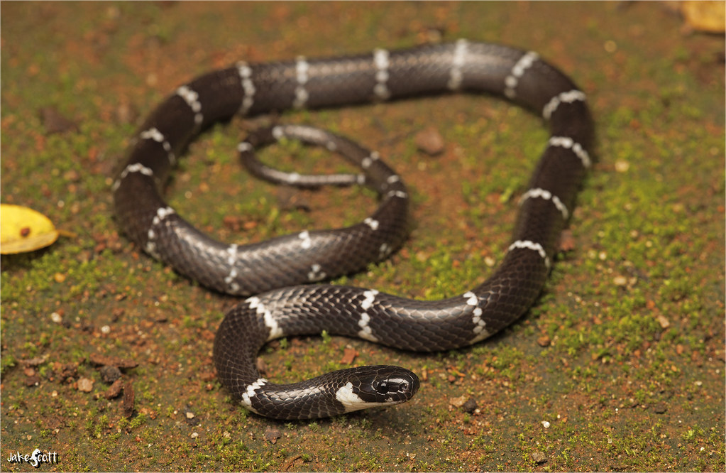 Black snake being killed.