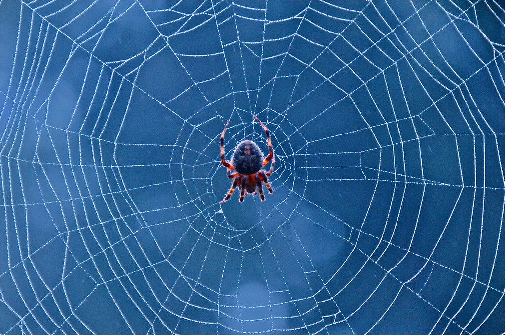 Blue spider on a web.