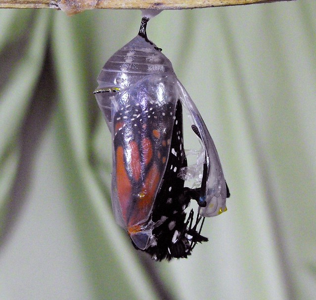 Butterfly emerging from a chrysalis