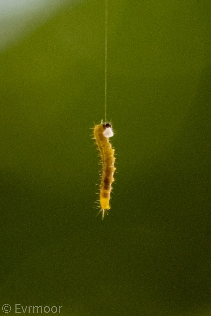 Caterpillar hanging from a leaf