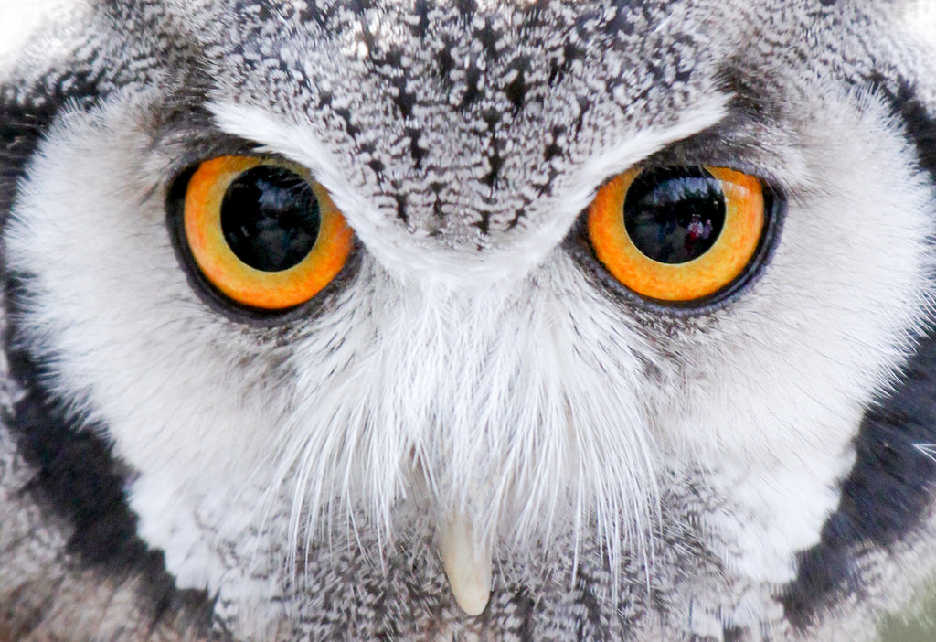Close-up of animal eyes