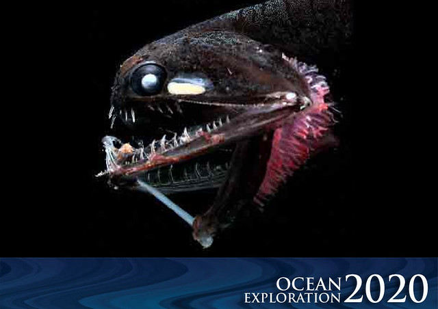 Deep-sea creatures or underwater exploration.