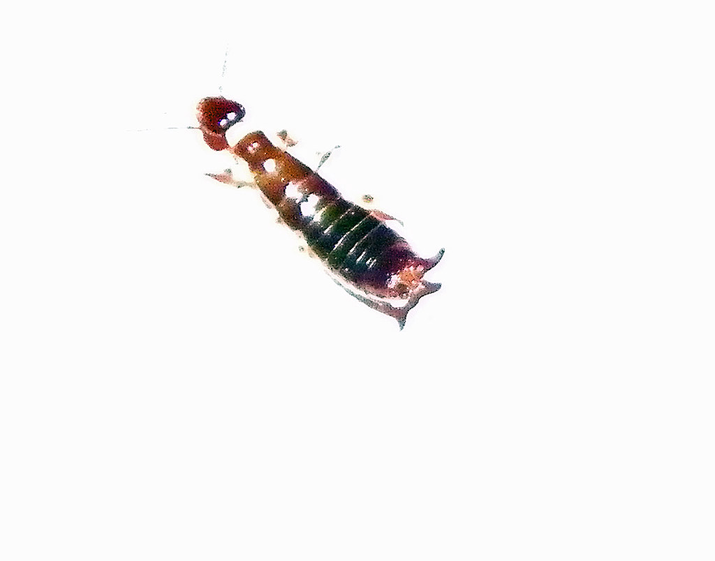 Earwig crawling out of a dream bubble