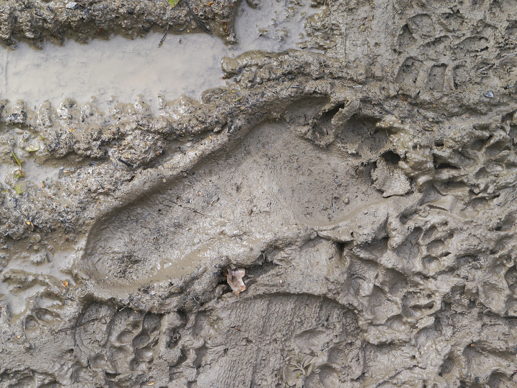 Footprints in muddy ground