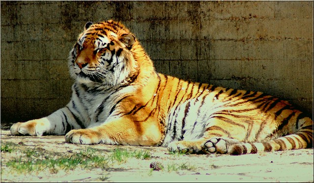 Friendly Tiger Dreams