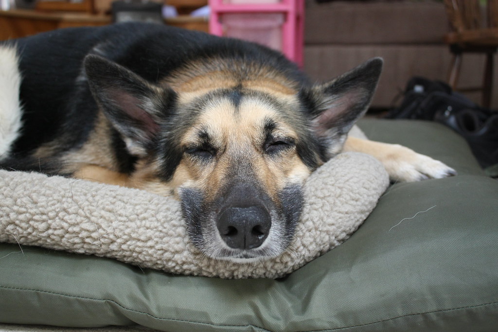 German Shepherd dog sleeping and dreaming