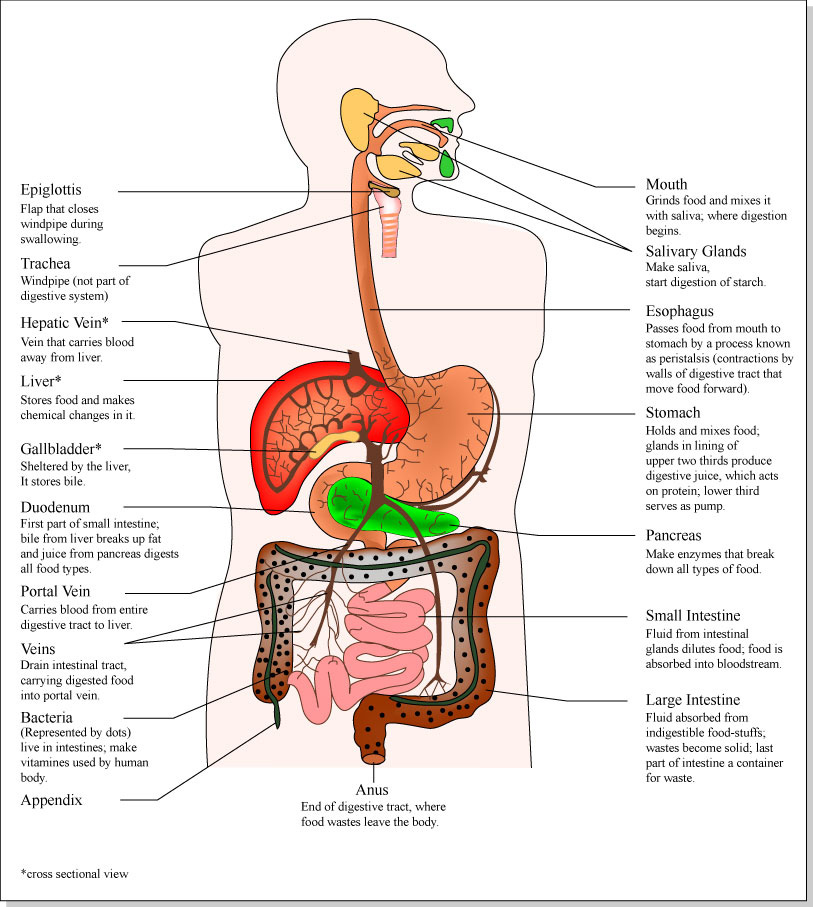 Gross anatomy and internal organs diagram