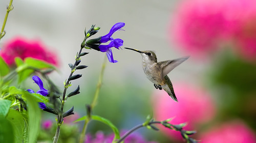 Hummingbird flying in a vibrant garden.